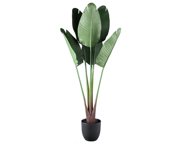 RAYNA Tree Green travellers palm 6 leaves in plastic pot