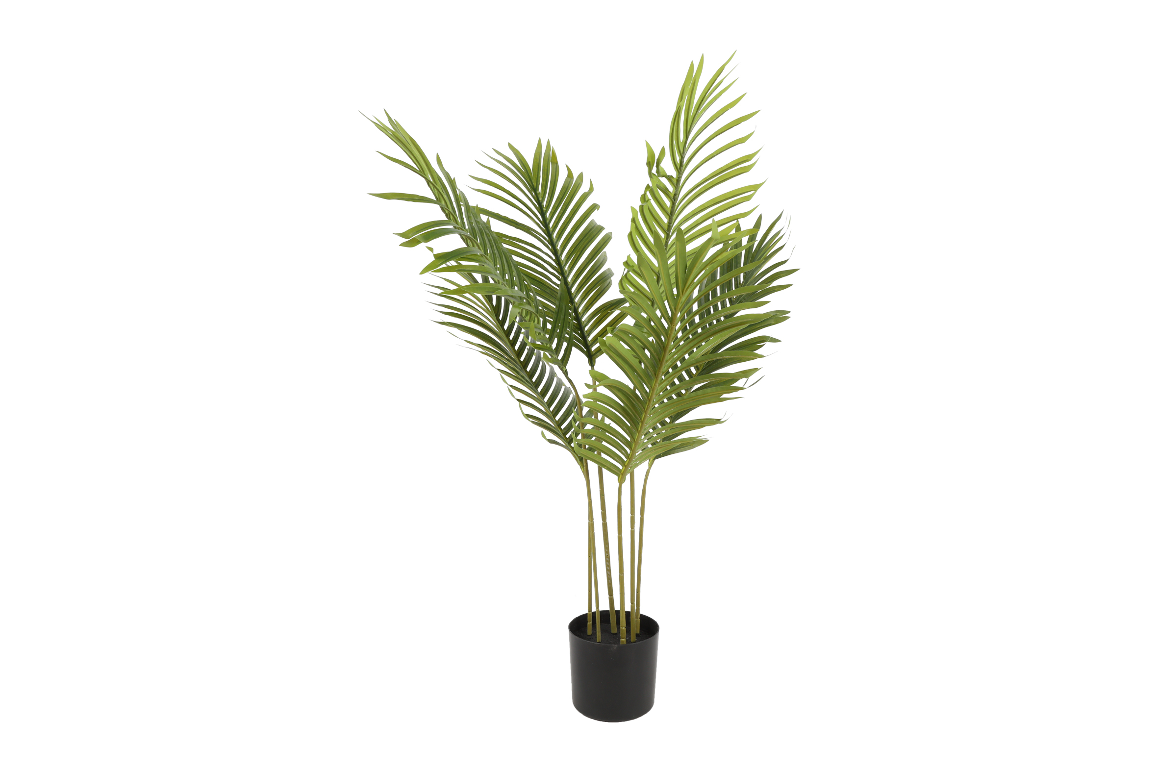 KENZA Plant KENZA Plant