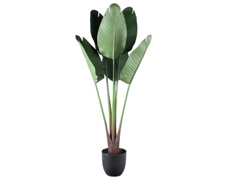 RAYNA Tree Green travellers palm 6 leaves in plastic pot RAYNA Tree Green travellers palm 6 leaves in plastic pot