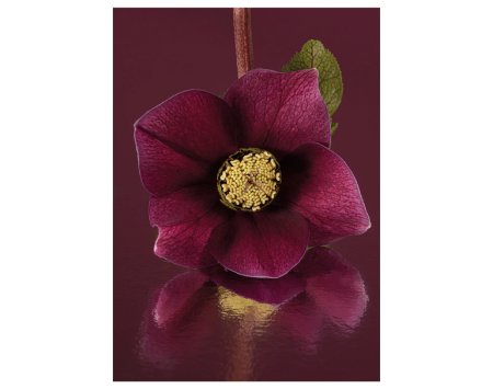 ROOS Wanddecoratie Medium ROOS Wanddecoratie Medium